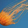 Jelly