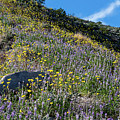 Flower Hill