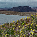 Lake Flowers